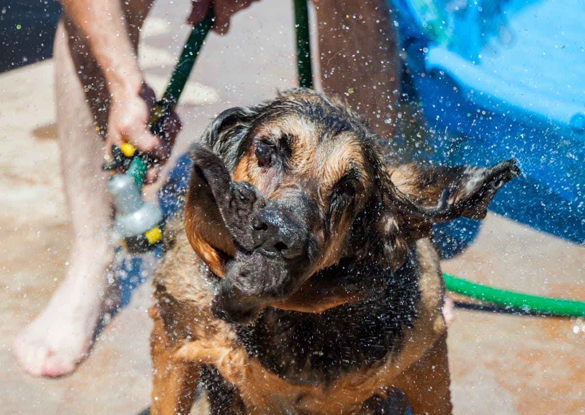 Chien de Saint Hubert qui se secoue la tête