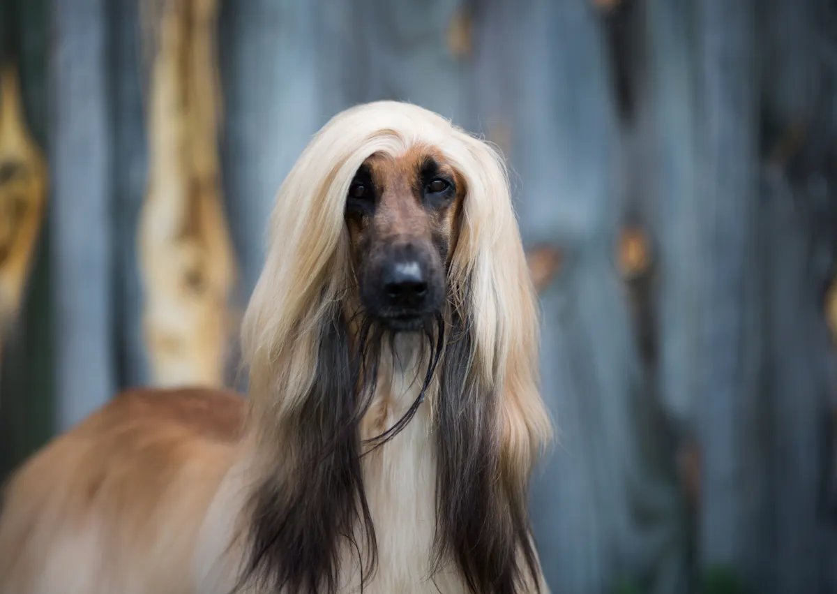 Lévrier Afghan qui regarde l'objectif devant lui