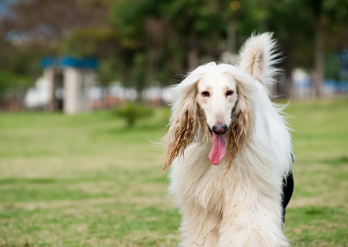 Lévrier Afghan qui marche dans l'herbe 