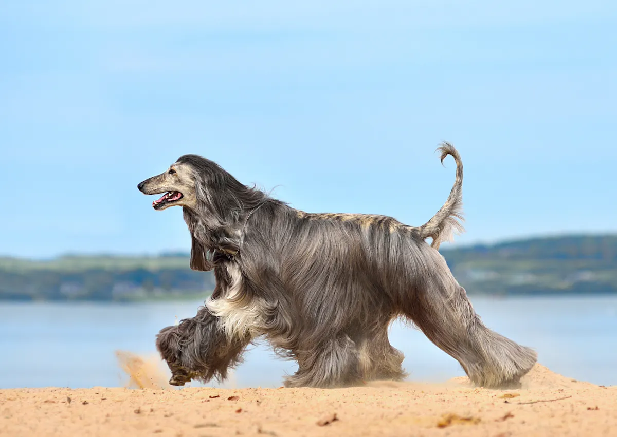 Lévrier Afghan qui coure sur du sable avec la mer en arrière plan