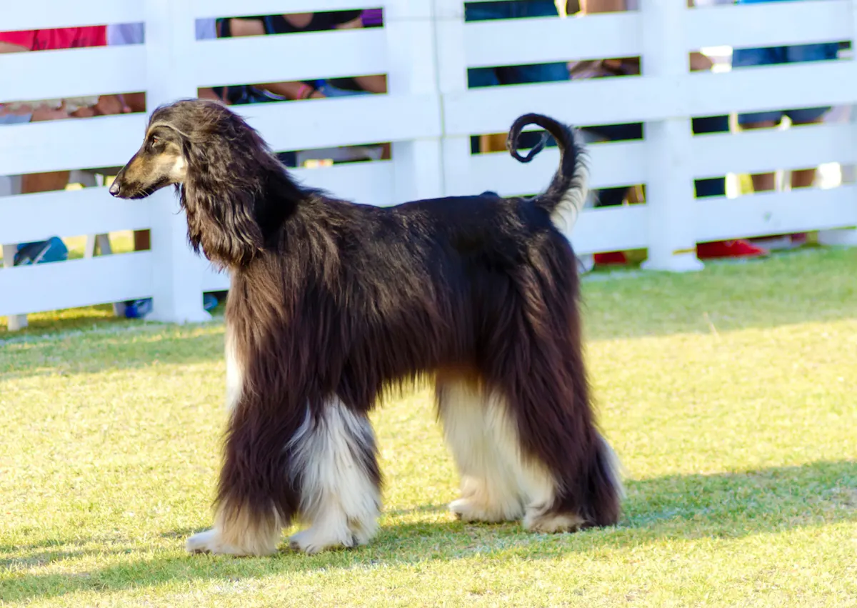 Lévrier Afghan qui marche sur une pelouse, il y a des barrière blanches derrière lui 