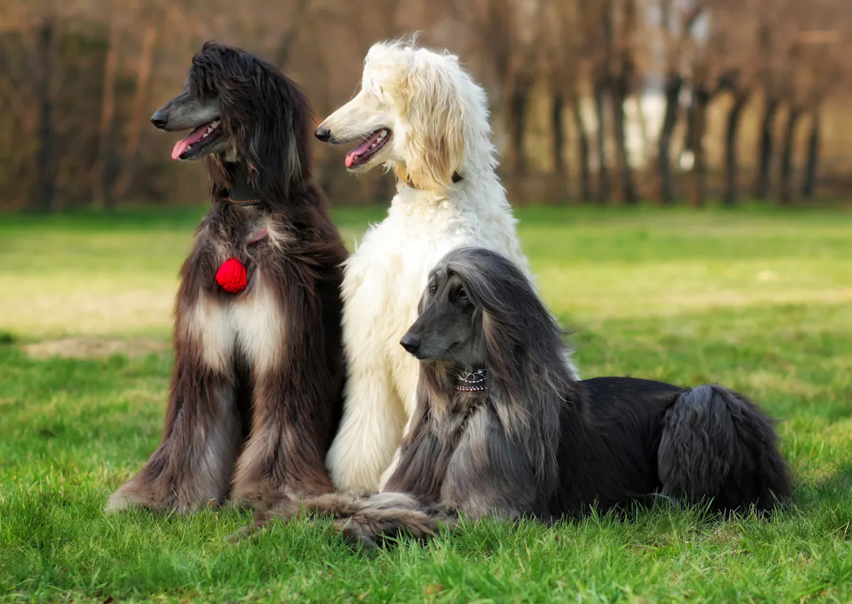 3 Lévrier Afghan, un noir et gris, l'autre blanc, ils regardent tout deux au loin, le dernier est couché 
