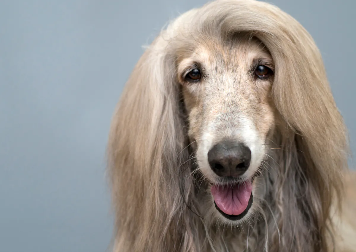 Lévrier Afghan sur un fonc blu, il tire la langue