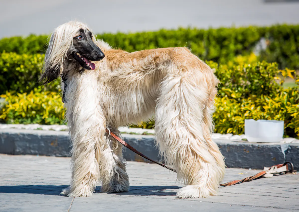 Lévrier Afghan beige et caramel, il regarde derrière lui en tirant la langue, derrière lui il y a un parterre de fleurs