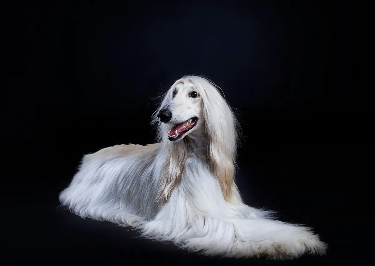 Lévrier Afghan couché, il regarde à côté de lui 