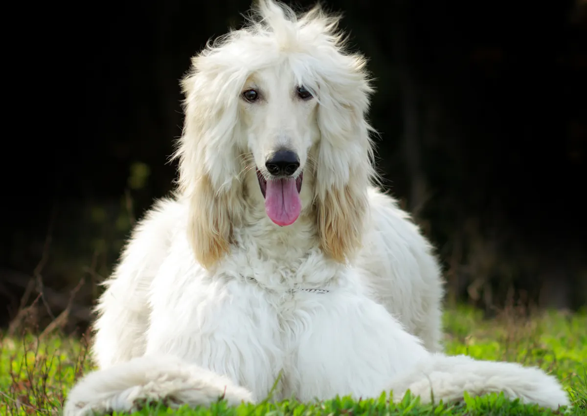 Lévrier Afghan blanc, il est couché dans l'herbe et tire la langue