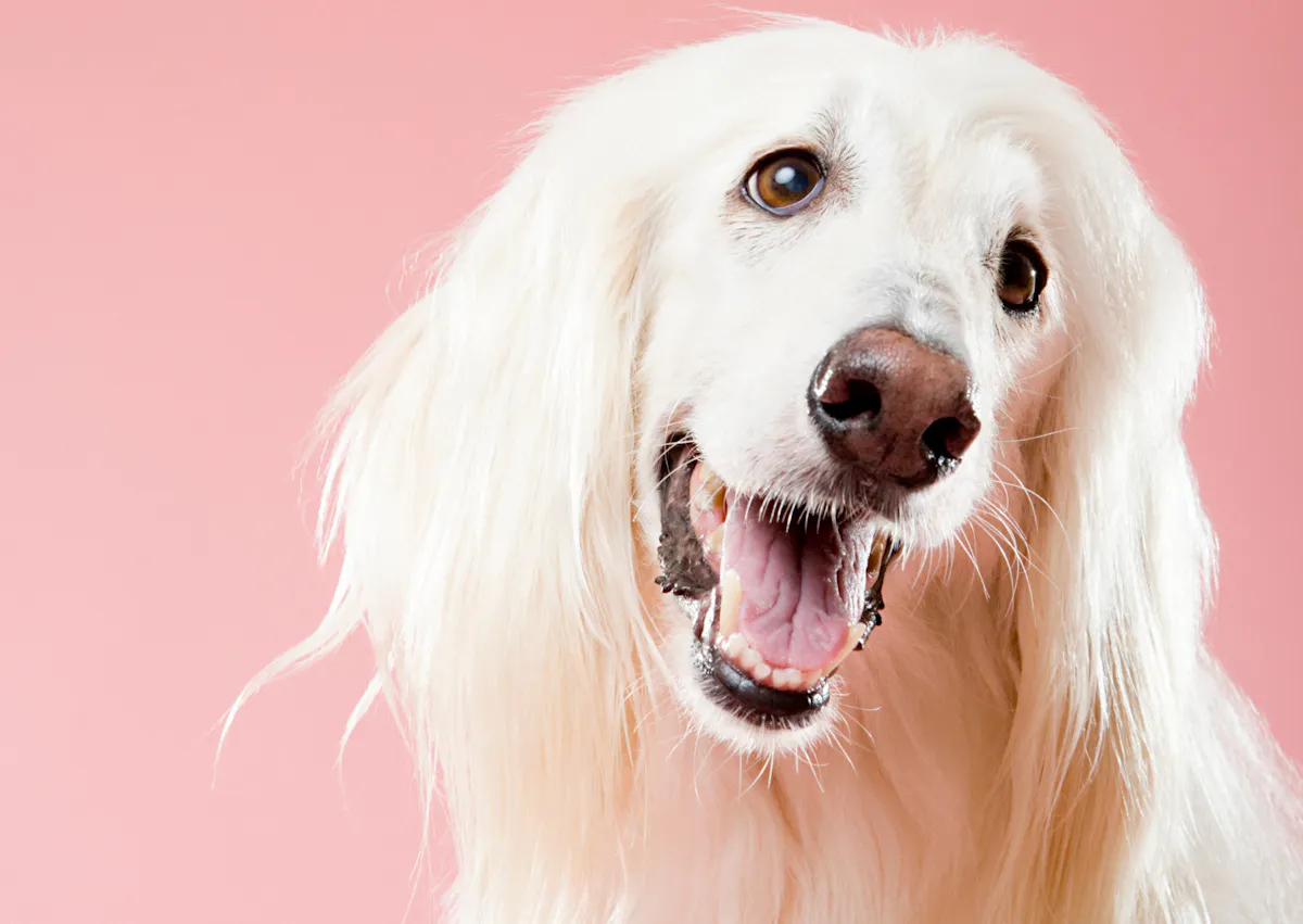 Lévrier Afghan qui tourne légèrement la tête en tirant la langue, il est sur un fond rose
