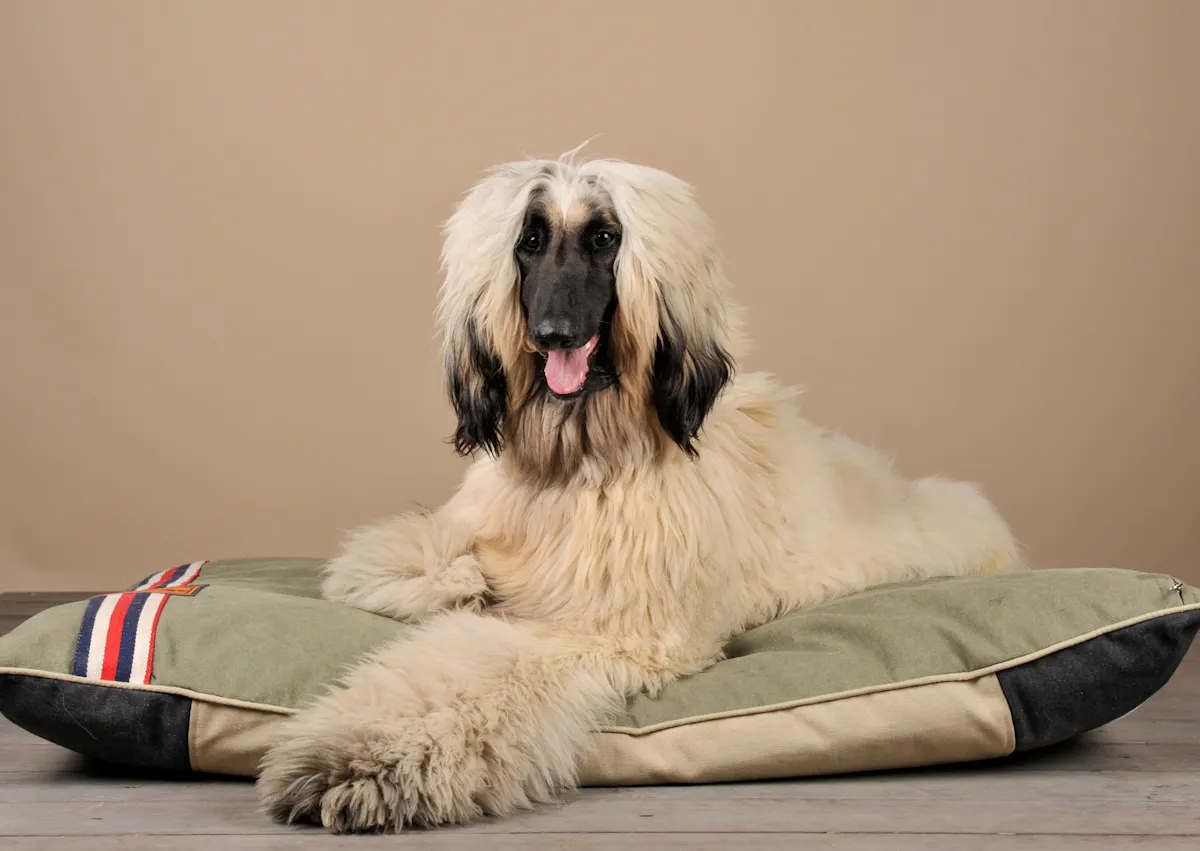 Lévrier Afghan couché sur un couchage gris, il est oir et blanc et tire la langue en regardant la caméra