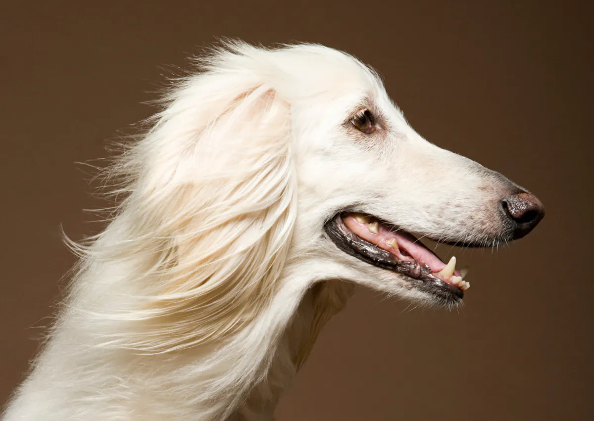 Lévrier Afghan qui prend le vent sur un fond marron
