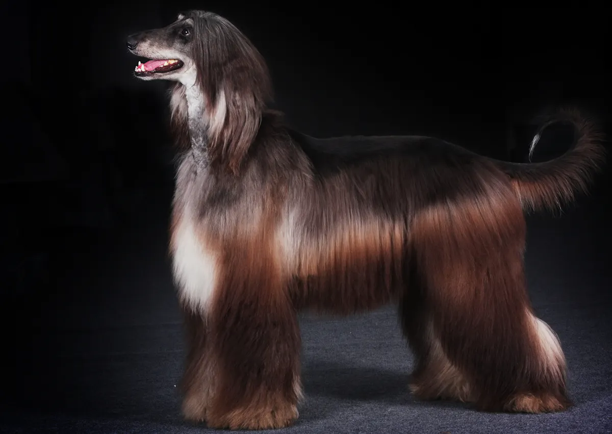 Lévrier Afghan sur un fond noir, il est debout et tire la langue