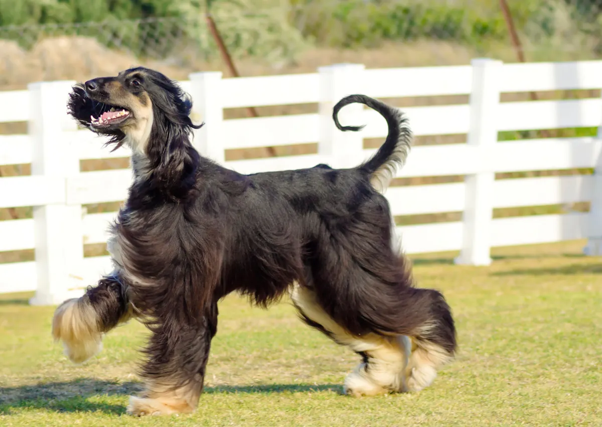 Lévrier Afghan marron et beige qui coure sur une pelouse
