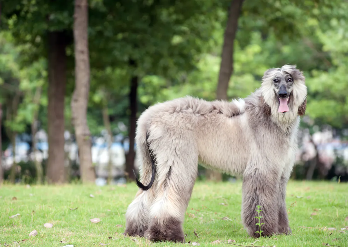 Lévrier Afghan debout sur une pelouse, il regarde l'objectif