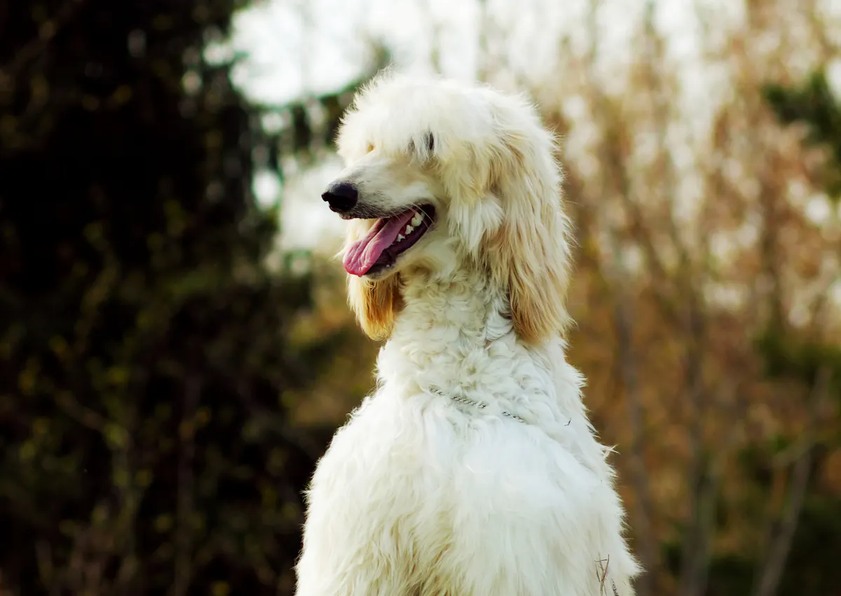 Lévrier Afghan blanc et très poilu de la tête assis, on voit une forêt en fond
