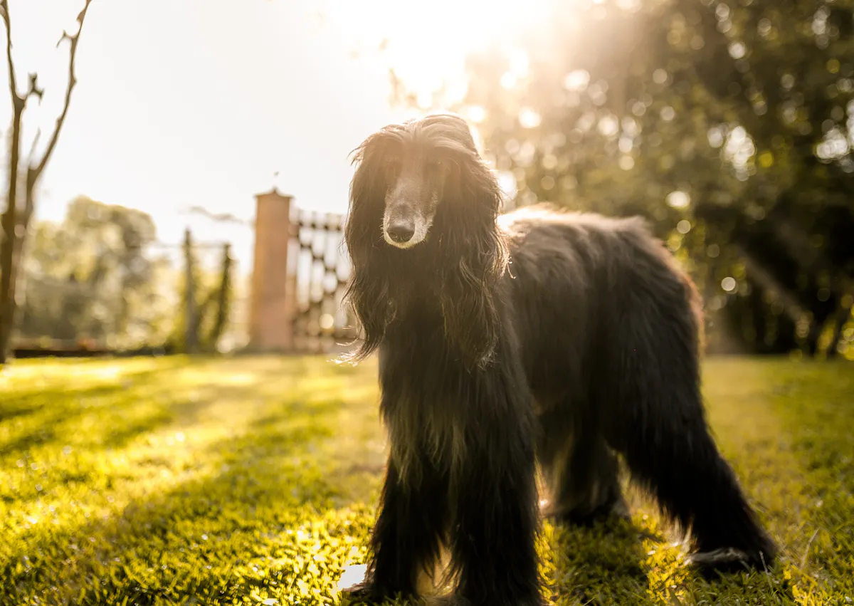 Lévrier Afghan noir debout, on voit derrière lui un couché de soleil