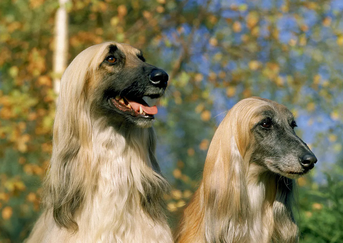 2 Lévrier Afghan beige qui regarde au loin, on voit derrière eux un ciel bleu 