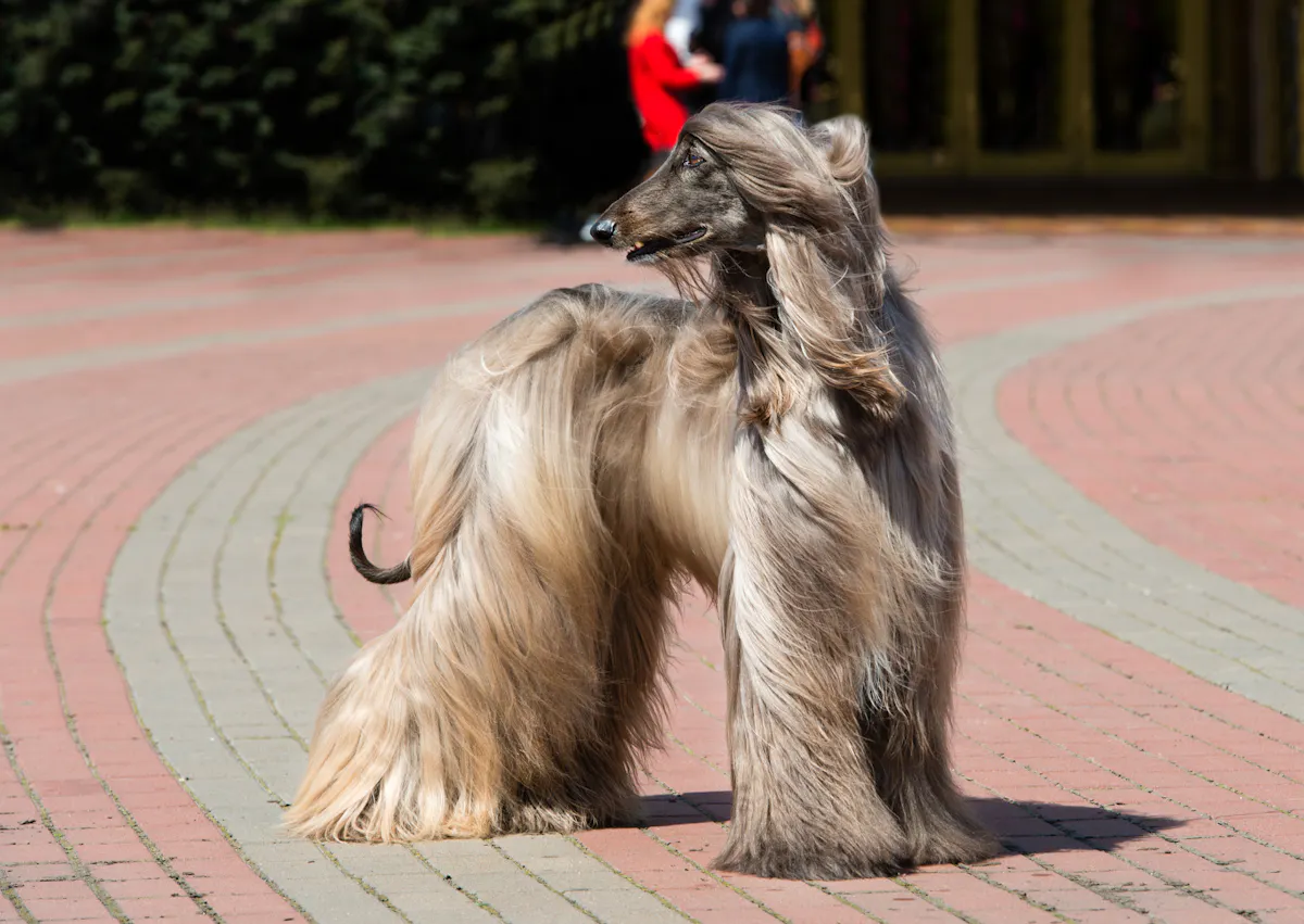 Lévrier Afghan qui regarde derrière lui l'air curieux