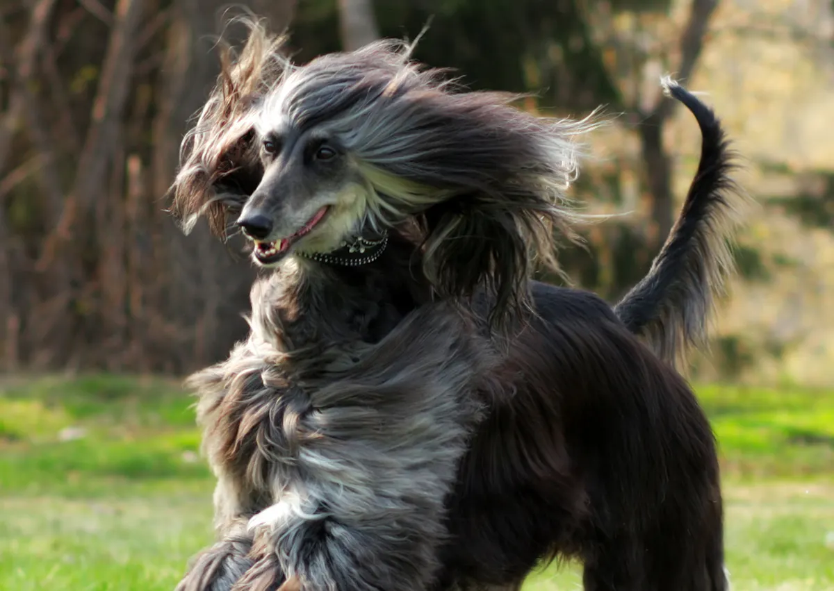 Lévrier Afghan qui coure vite dans une pelouse, on voit ses poils bondir 