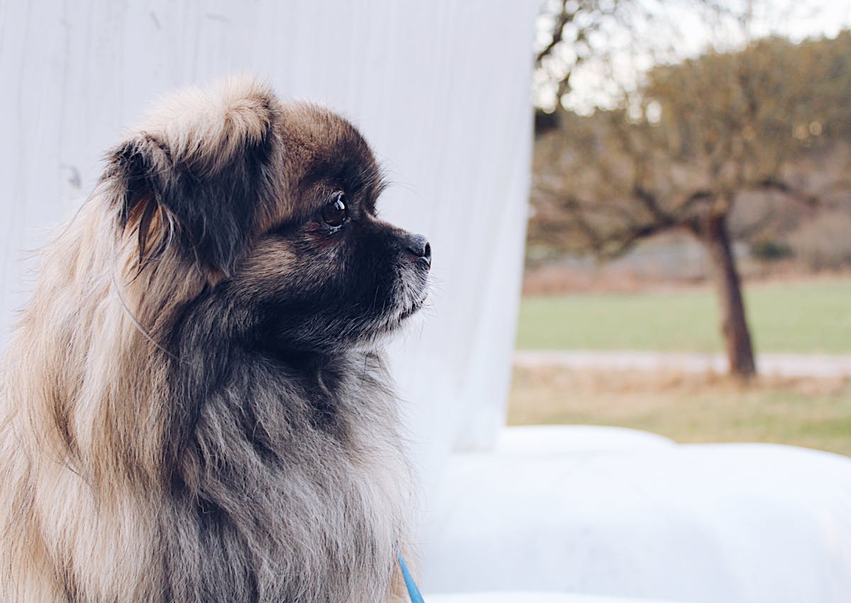 Pékinois qui regarde au loin vers la droite