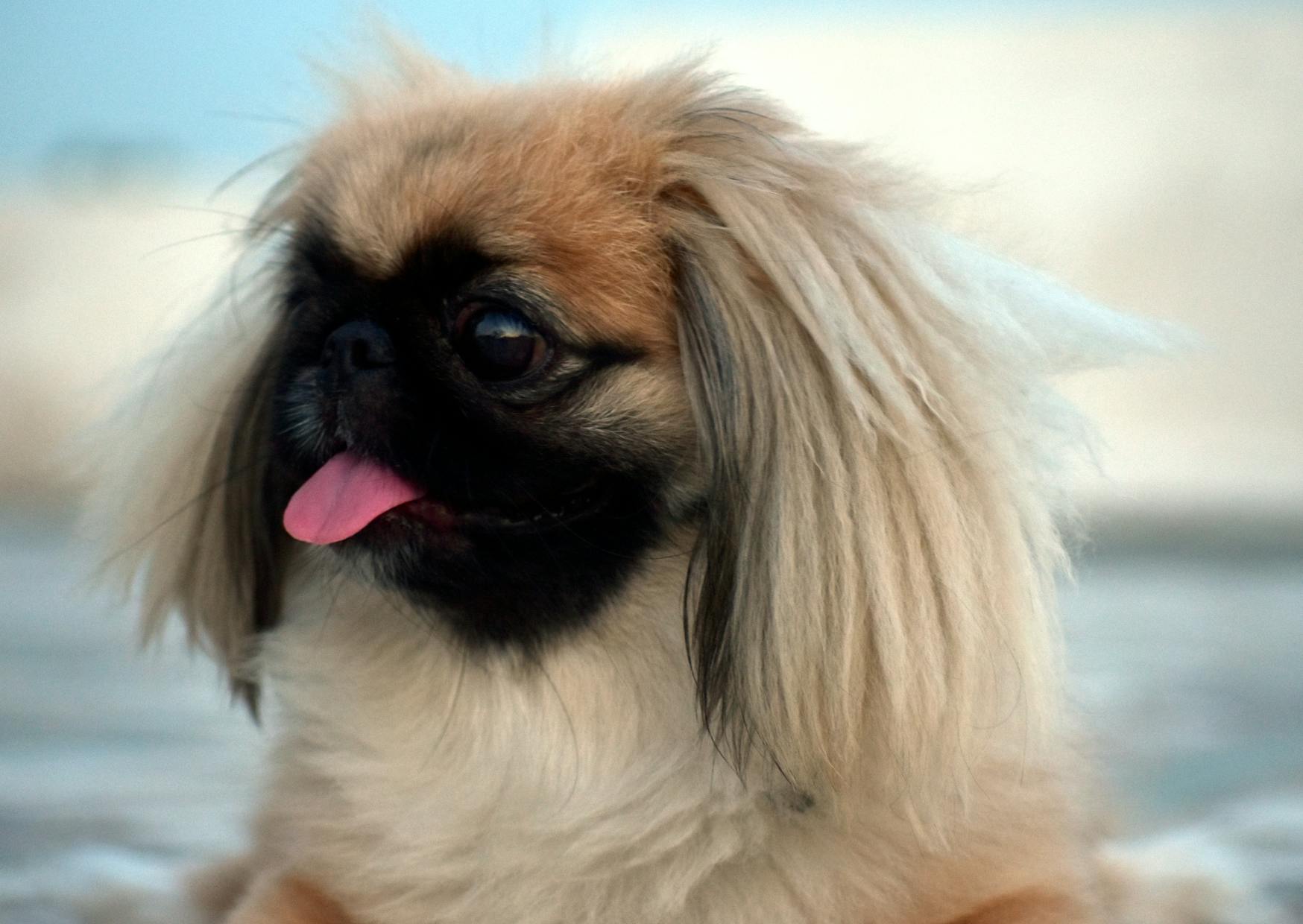 Pékinois qui tire la langue, on voit la mer au loin