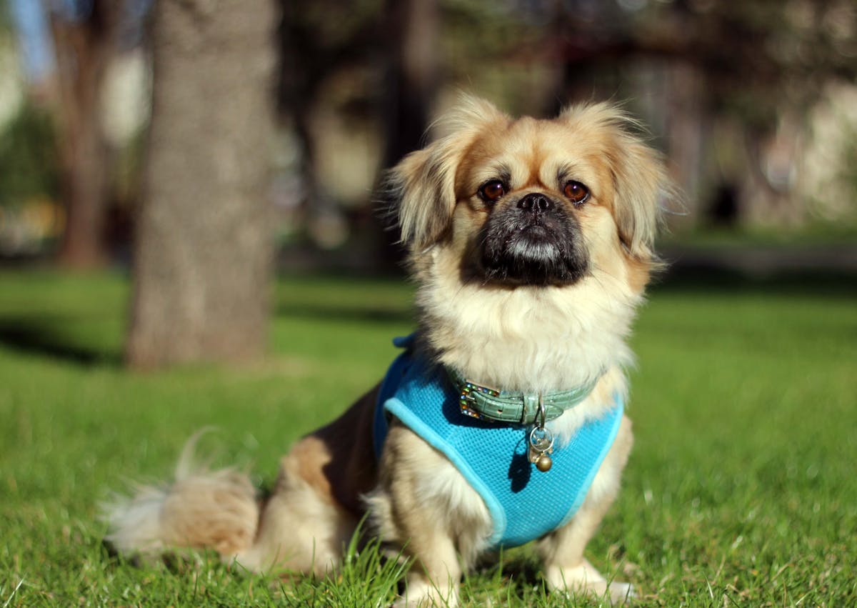Pékinois assis dans l'herbe verte, il a un harnais bleu et regarde droit devant lui
