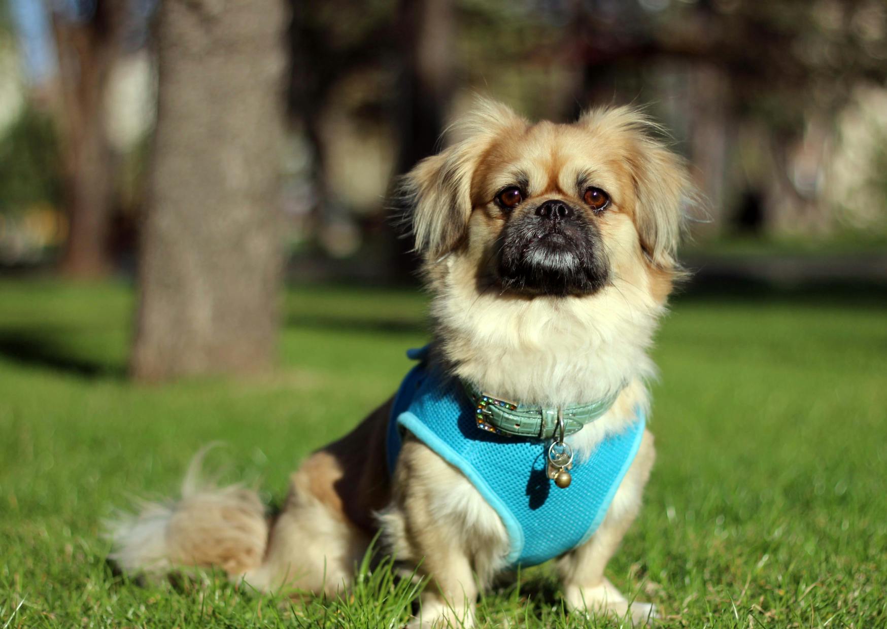 Pékinois assis dans l'herbe verte, il a un harnais bleu et regarde droit devant lui