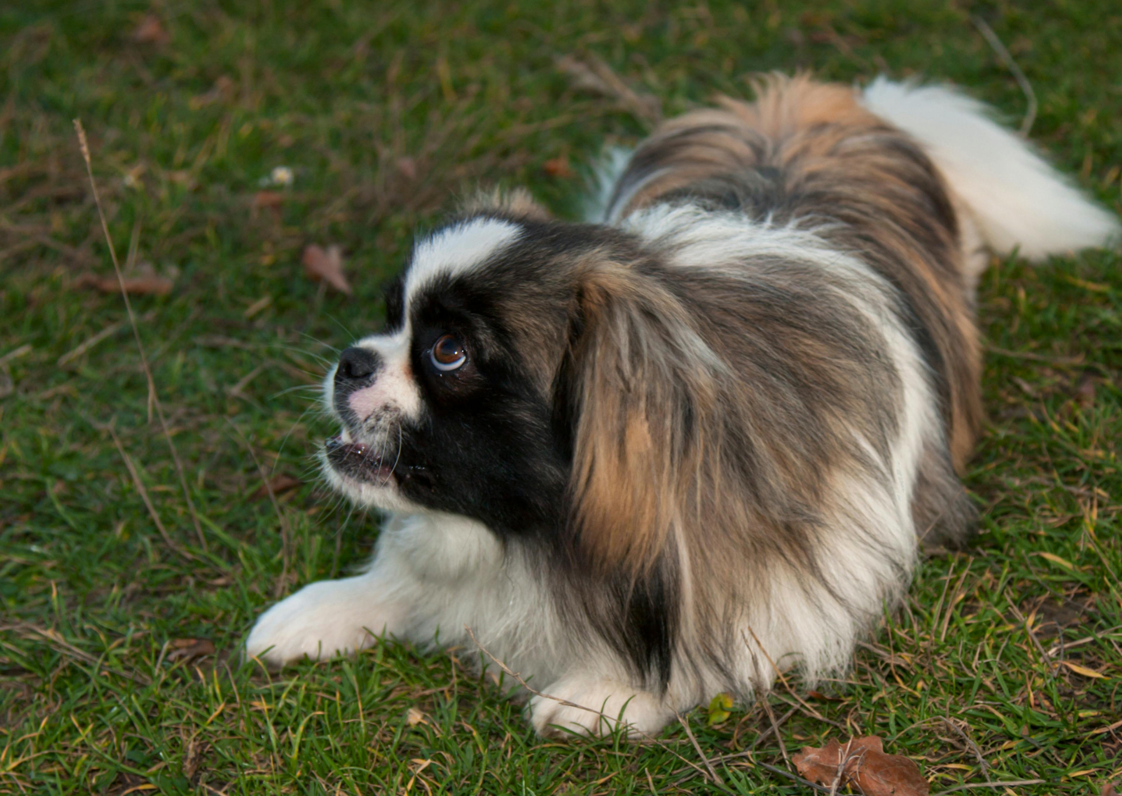 Pékinois couché dans l'herbe, il regarde vers le haut