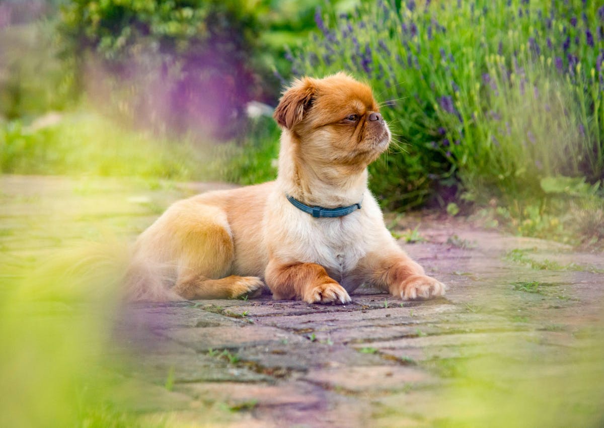 Pékinois couché sur une terrasse, il regarde au loin vers la droite, il est entouré de plantes, il a un pull blanc