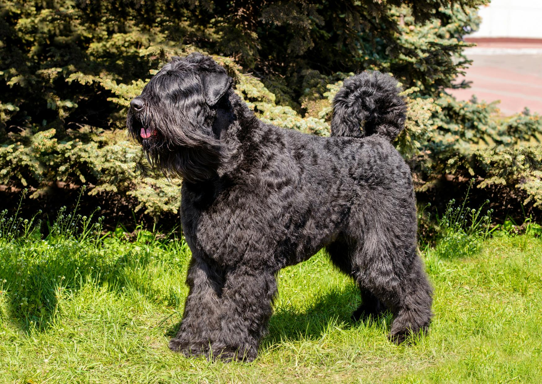 Bouvier des Flandres debout et regarde au loin, il est sur une harbe verte