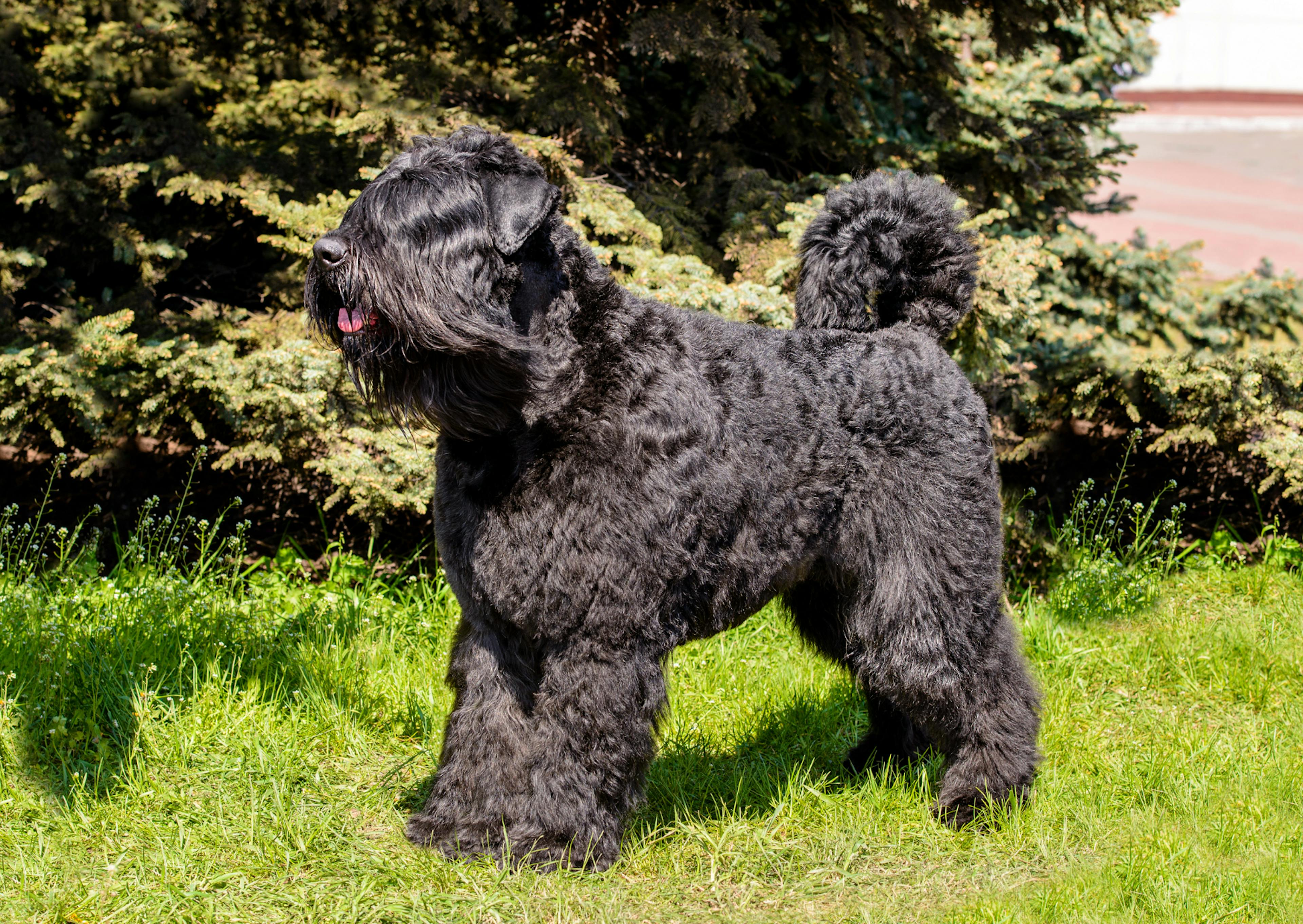 Bouvier des Flandres debout et regarde au loin, il est sur une harbe verte 