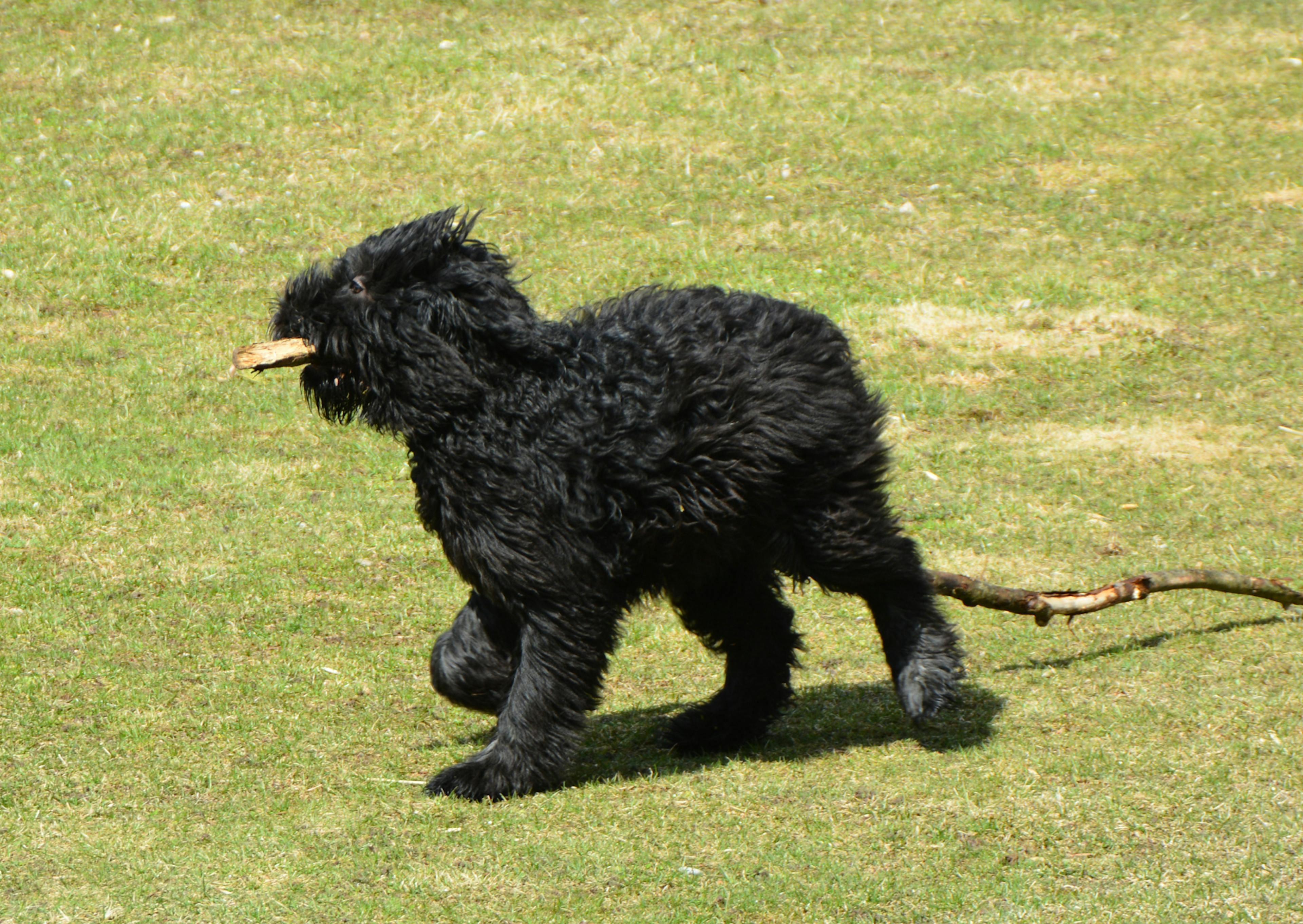 Bouvier des Flandres qui joue avec un bâton et court 