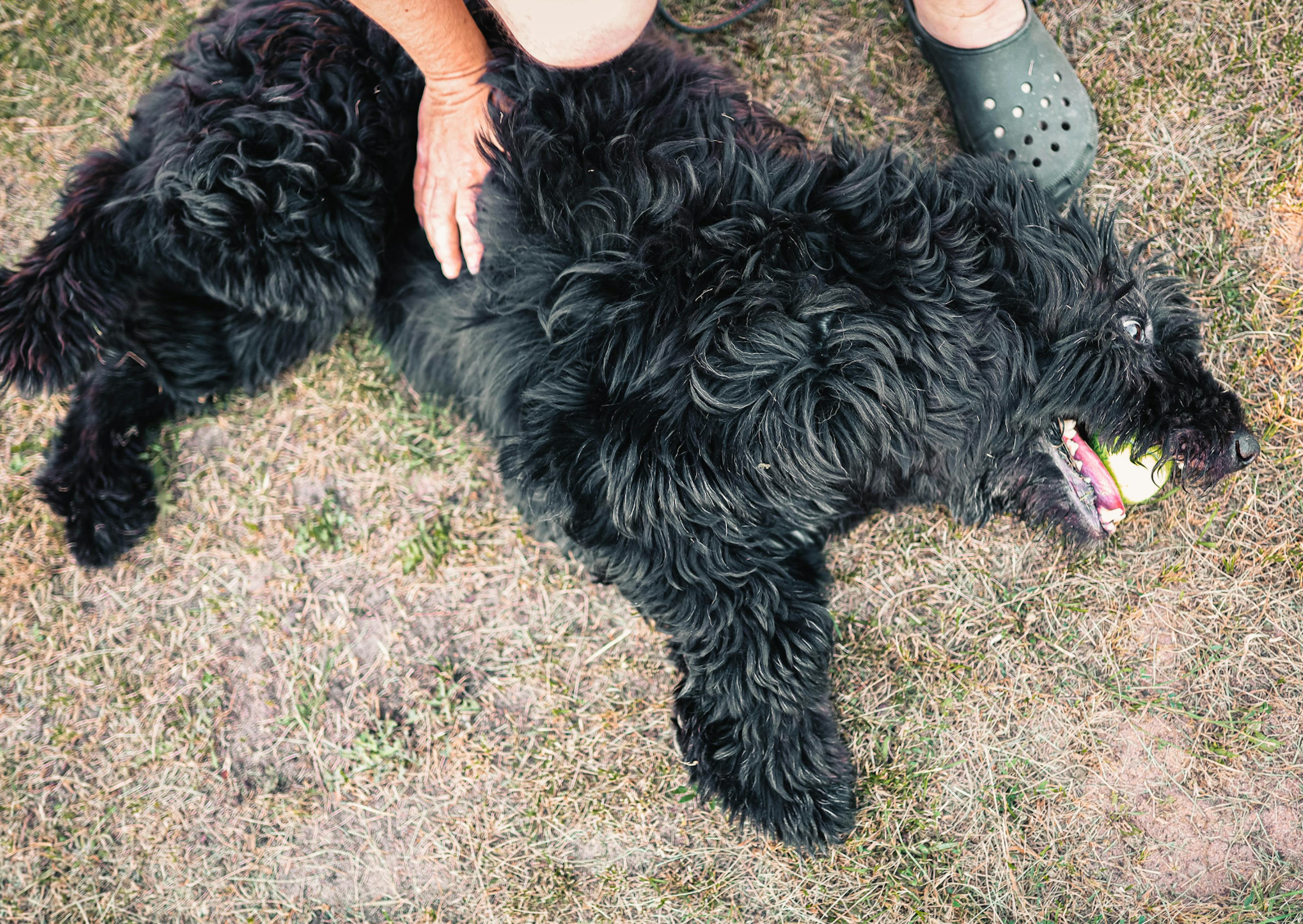 Bouvier des Flandres couché sur le sol, il a une bal dans la gueule et son propriétaire lui donne des caresses