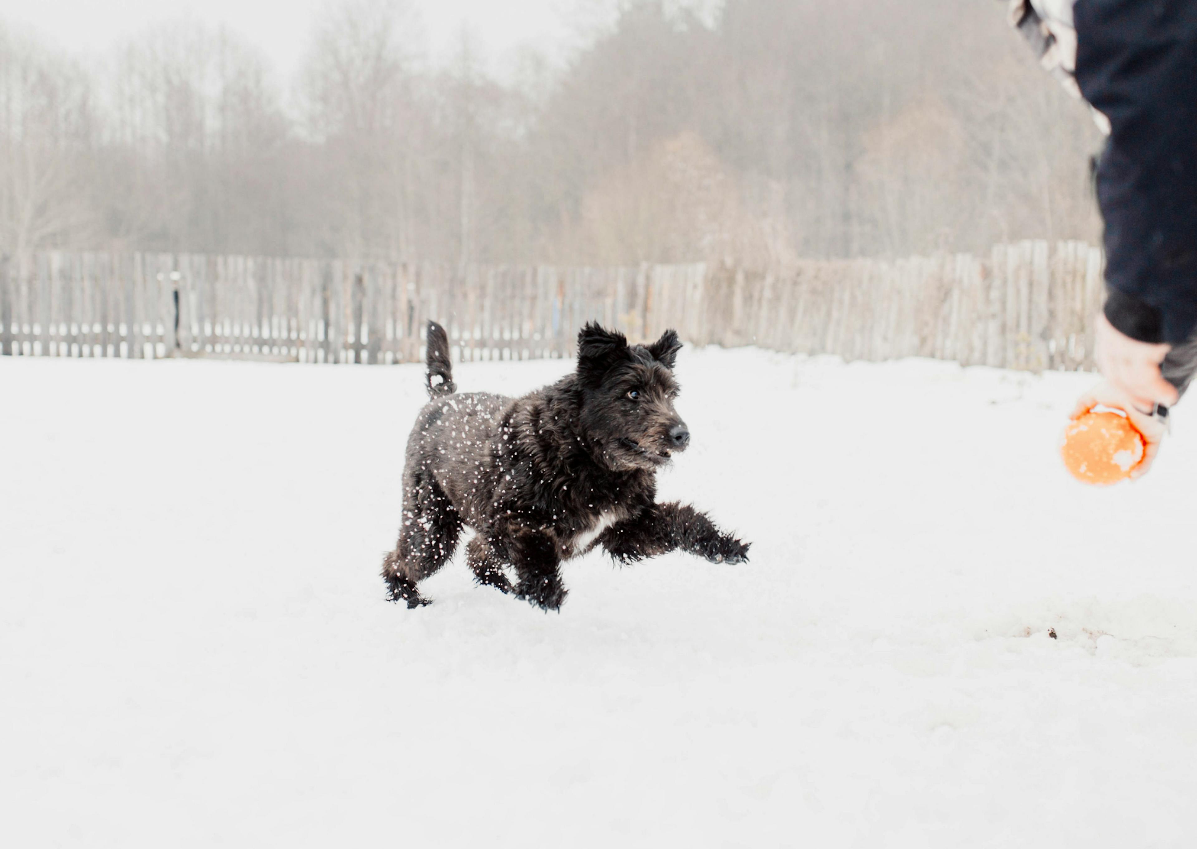 Bouvier des Flandres qui court vers son maître dans la neige 