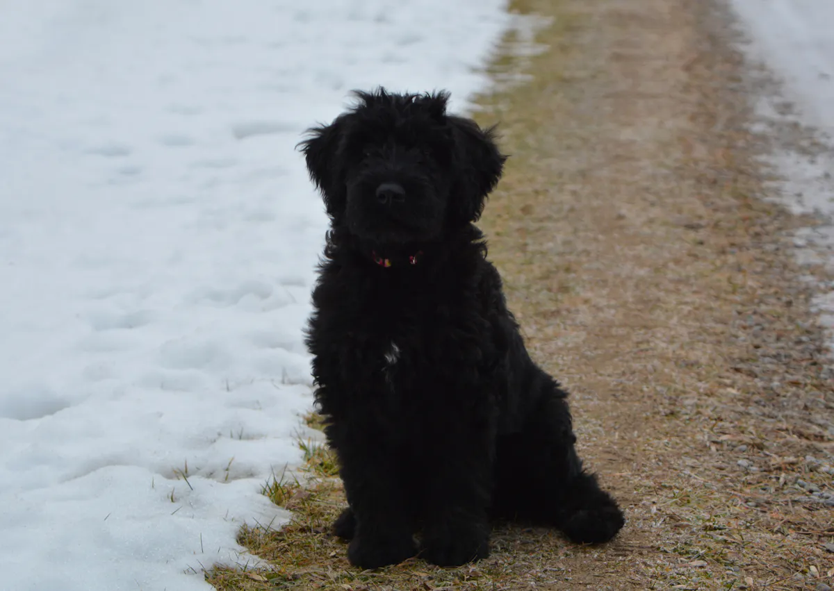 Bouvier des Flandres assis, il regarde au loin