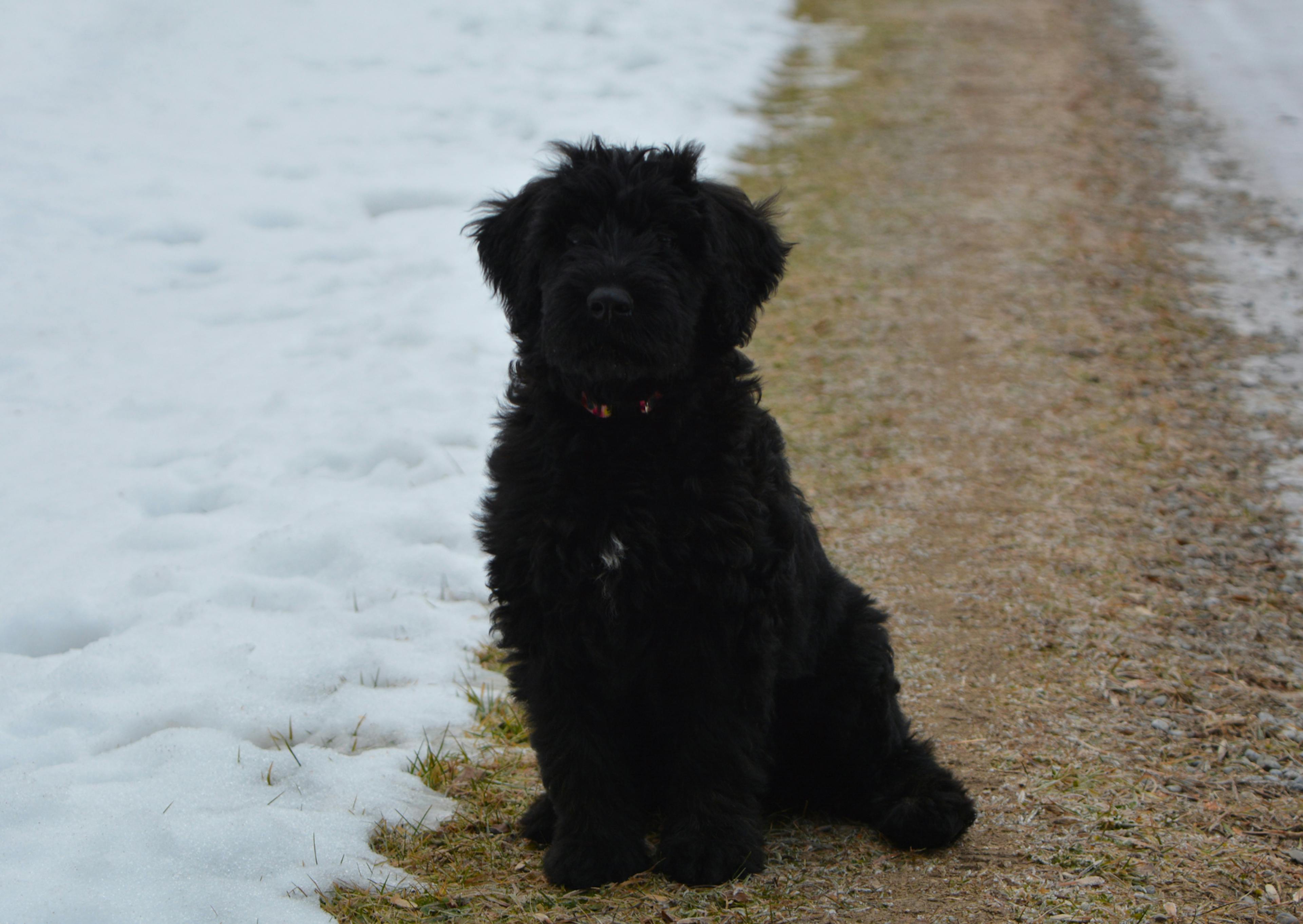 Bouvier des Flandres assis, il regarde au loin 