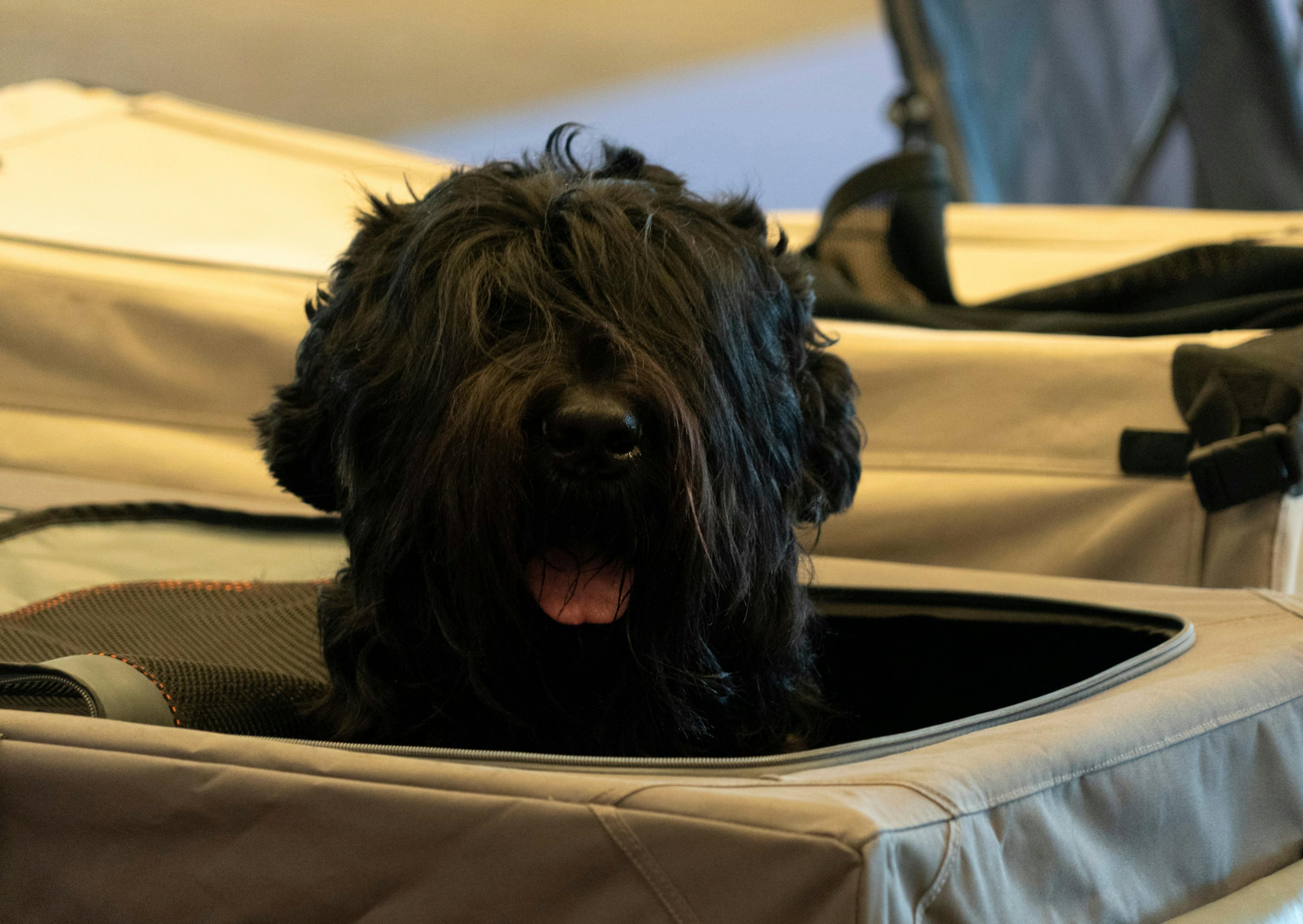 Bouvier des Flandres qui sort sa tête d'une boîte 