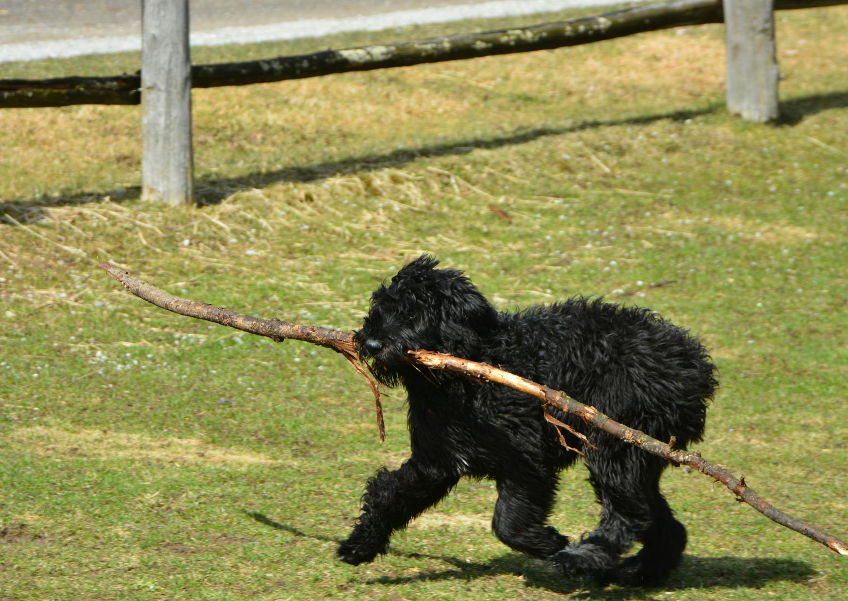 Bouvier des Flandres qui joue avec un bâton dehors