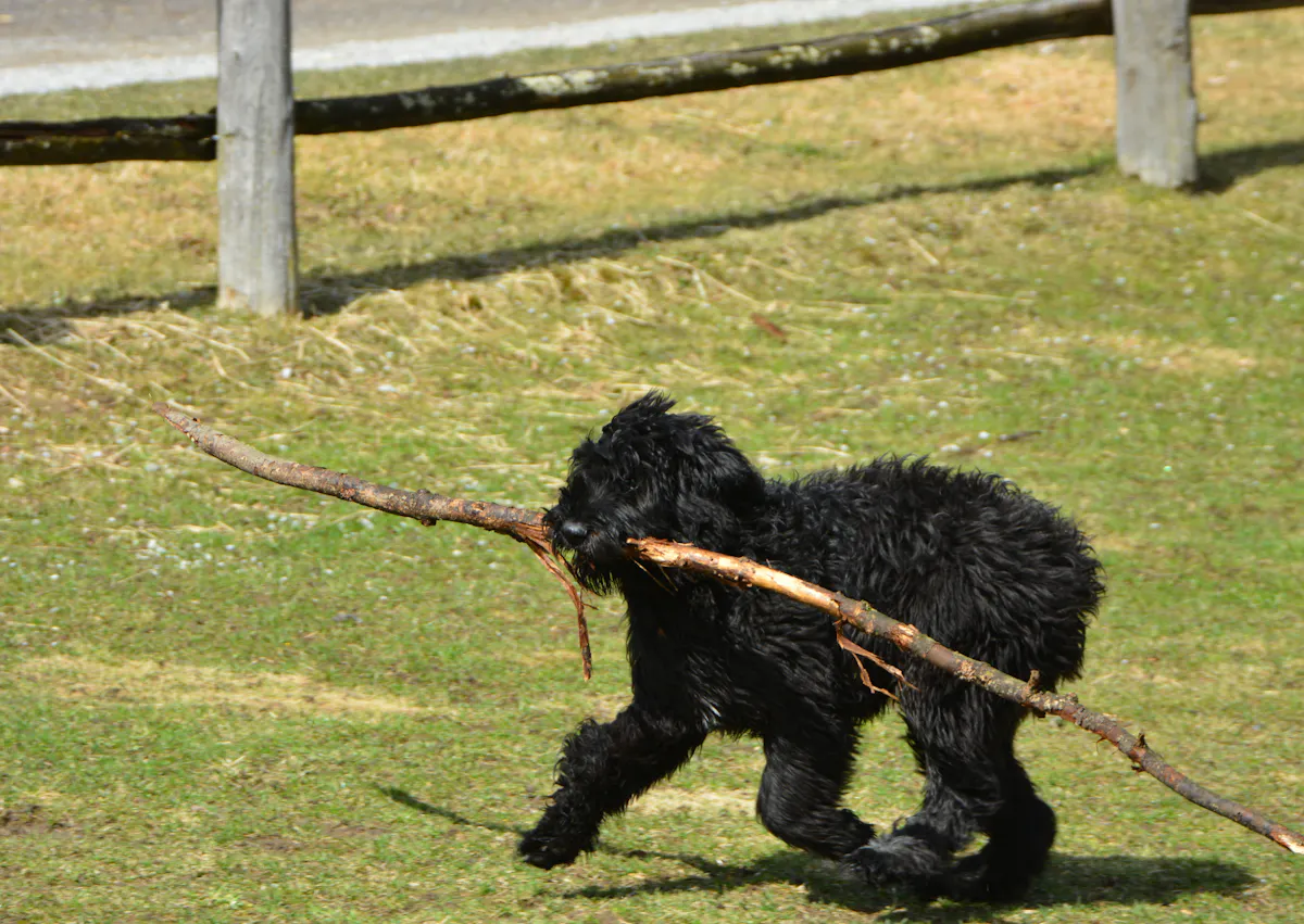 Bouvier des Flandres qui joue avec un bâton dehors 
