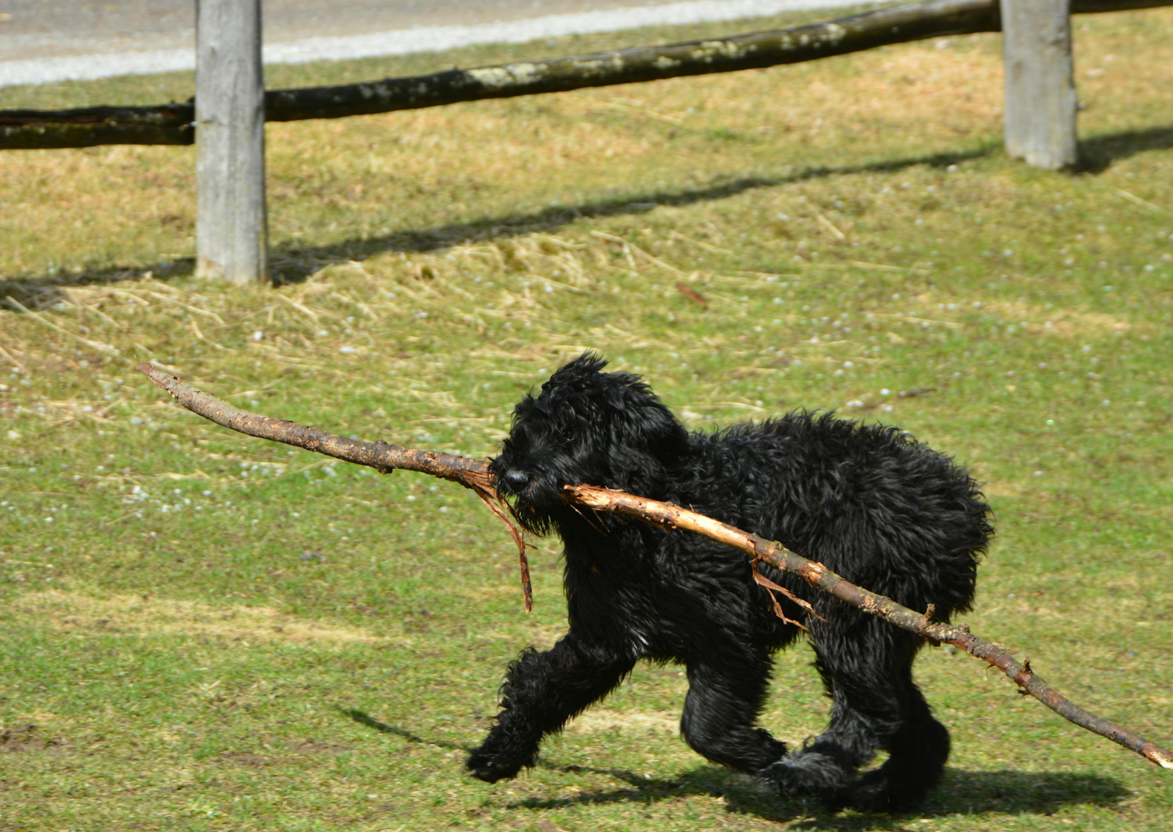 Bouvier des Flandres qui joue avec un bâton dehors 