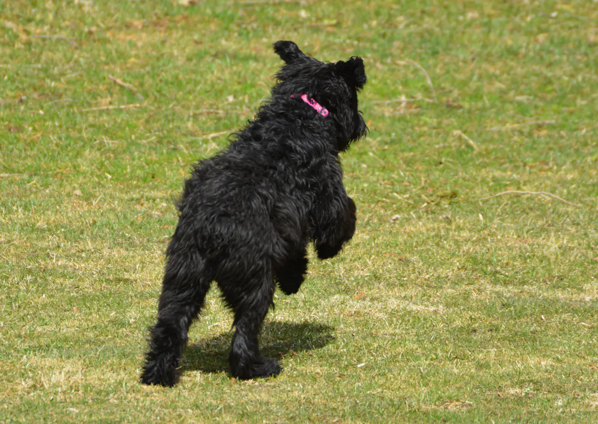Bouvier des Flandres qui court dans l'herbe