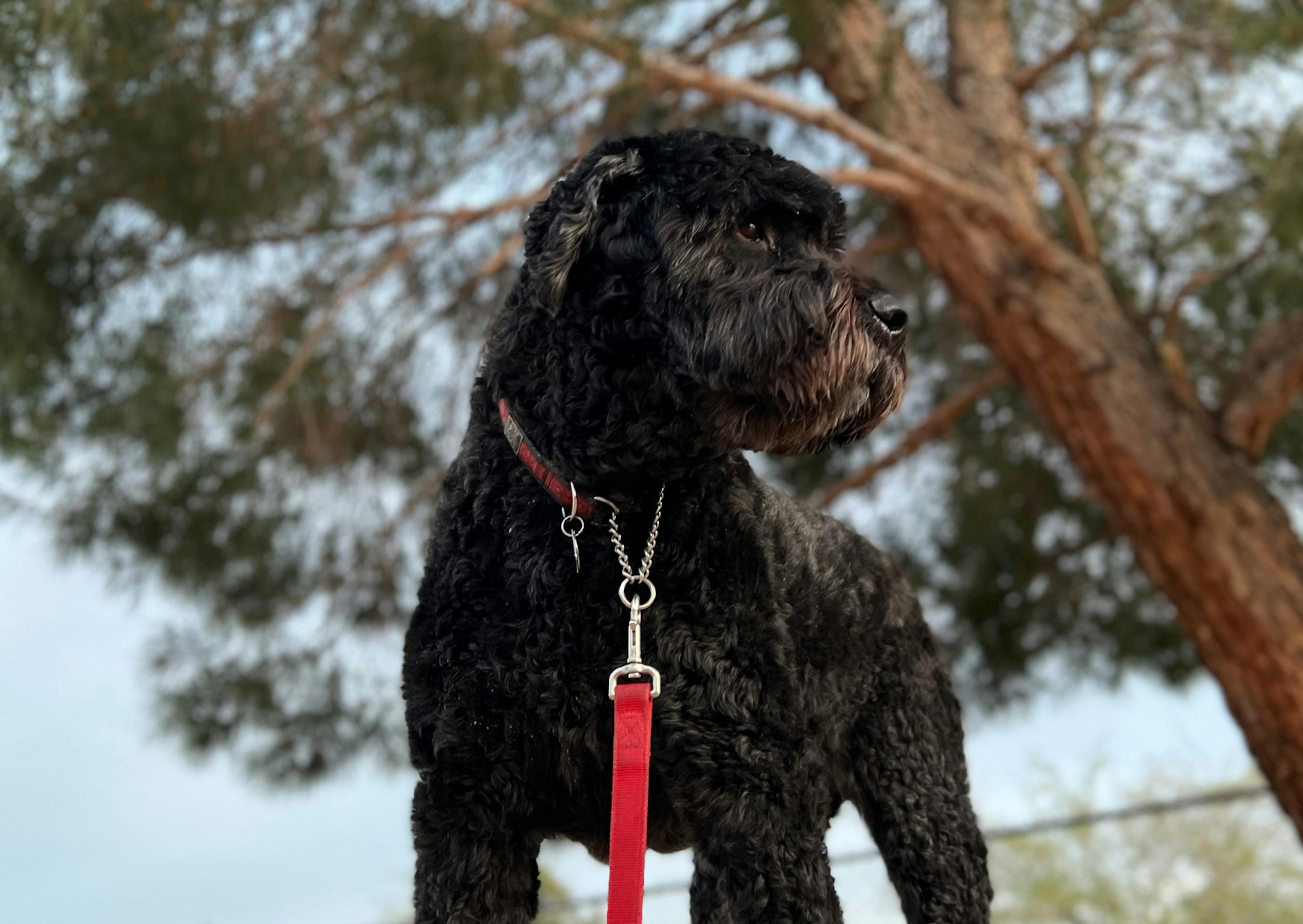 Bouvier des Flandres debout, il regarde sur le côté et est tenue par une laisse rouge 