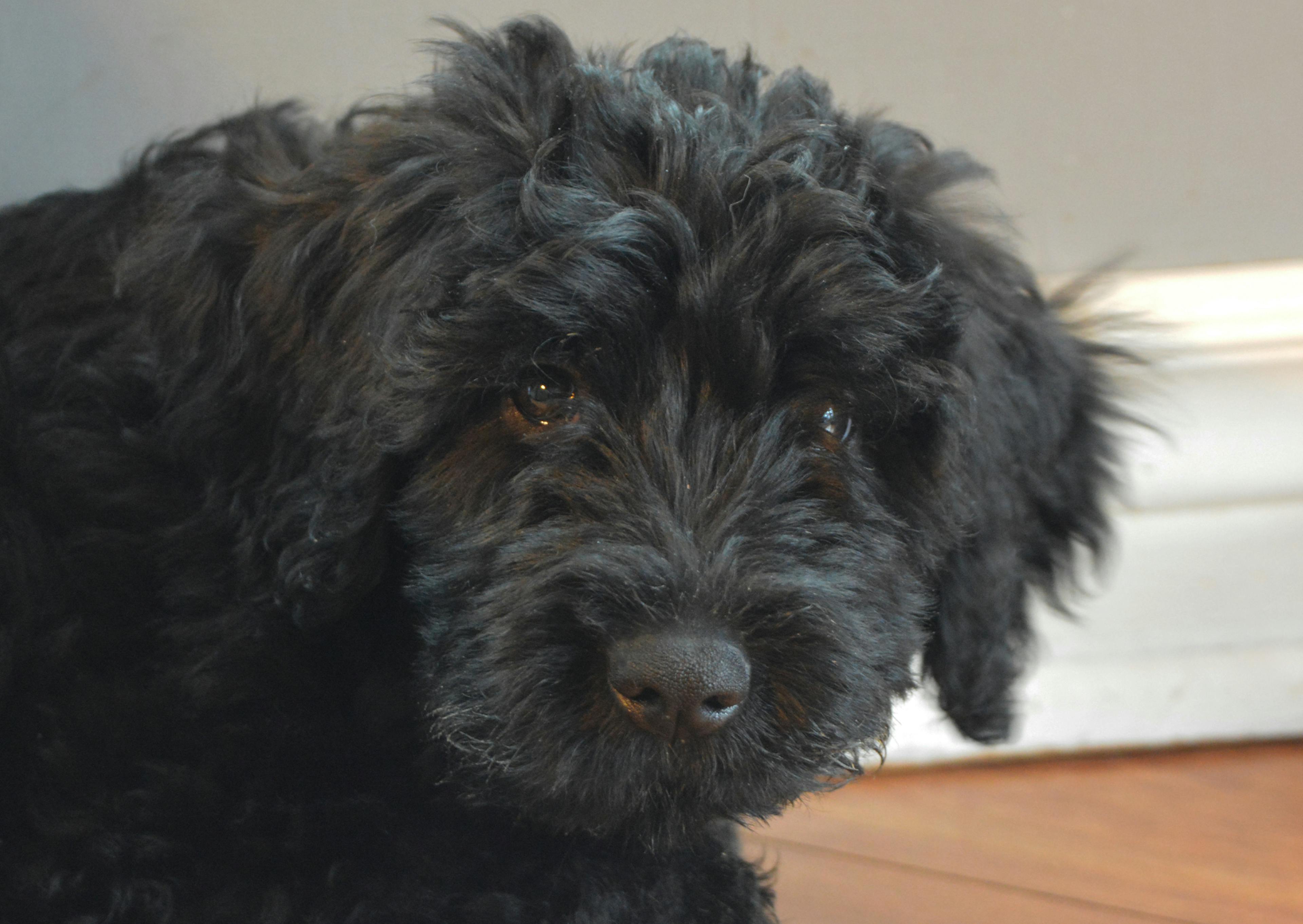 Bouvier des Flandres qui regarde sur le côté 