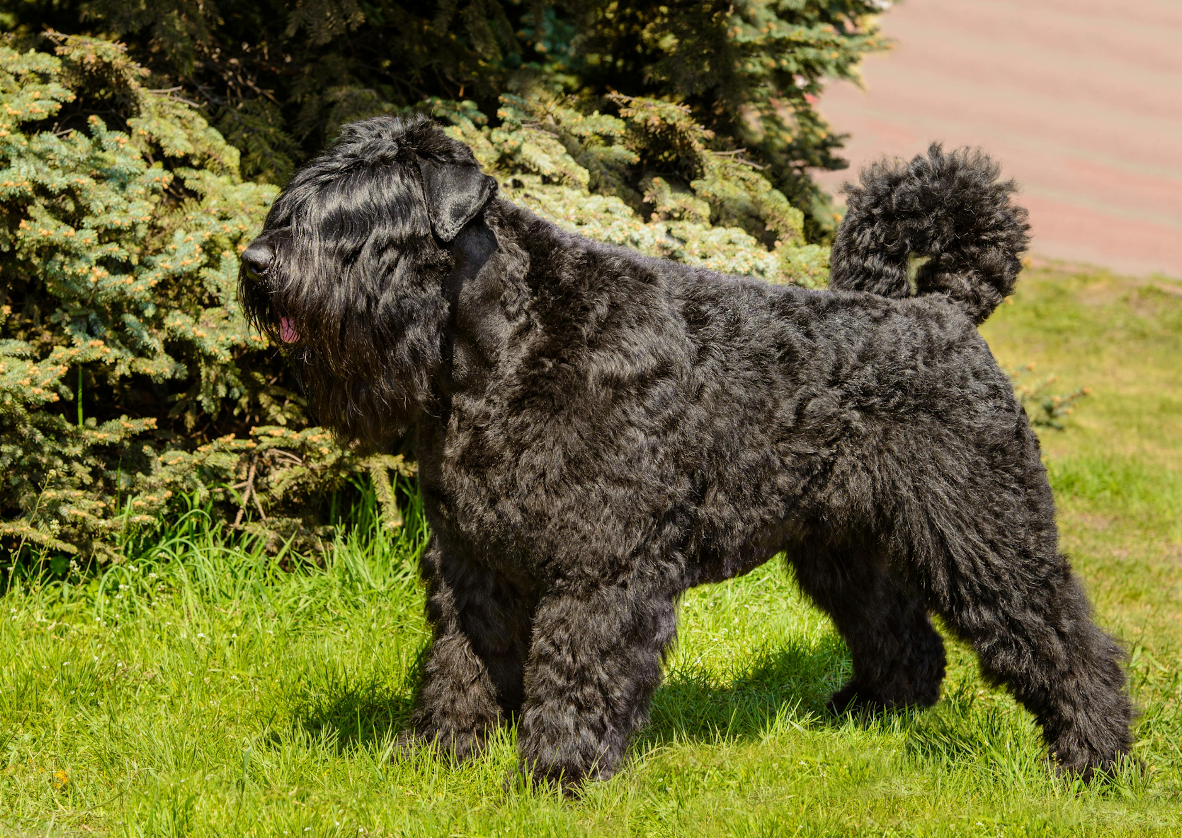 Bouvier des Flandres debout dans l'herbe 