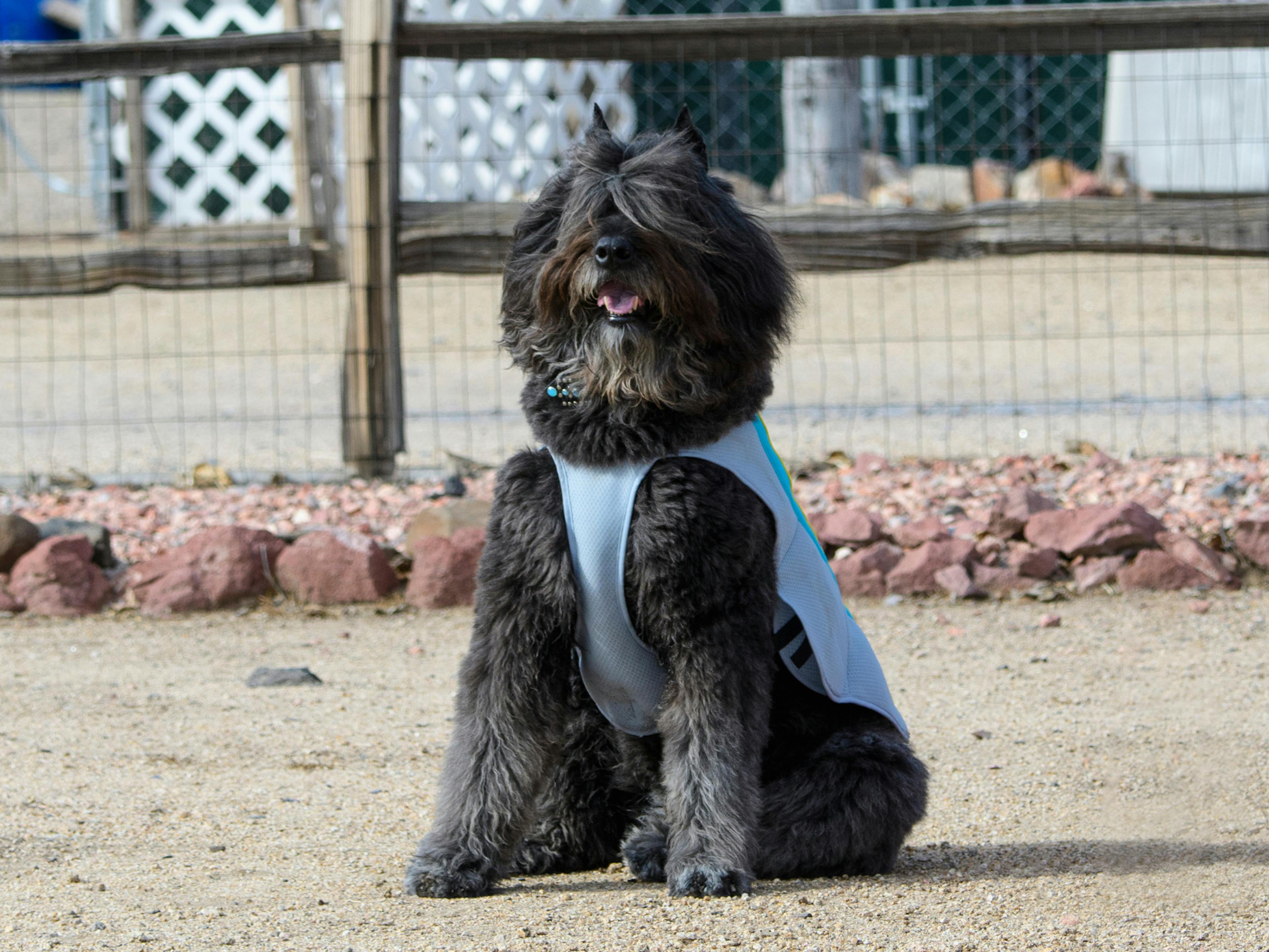 Bouvier des Flandres assis avec un harnais bleu, il tire la langue