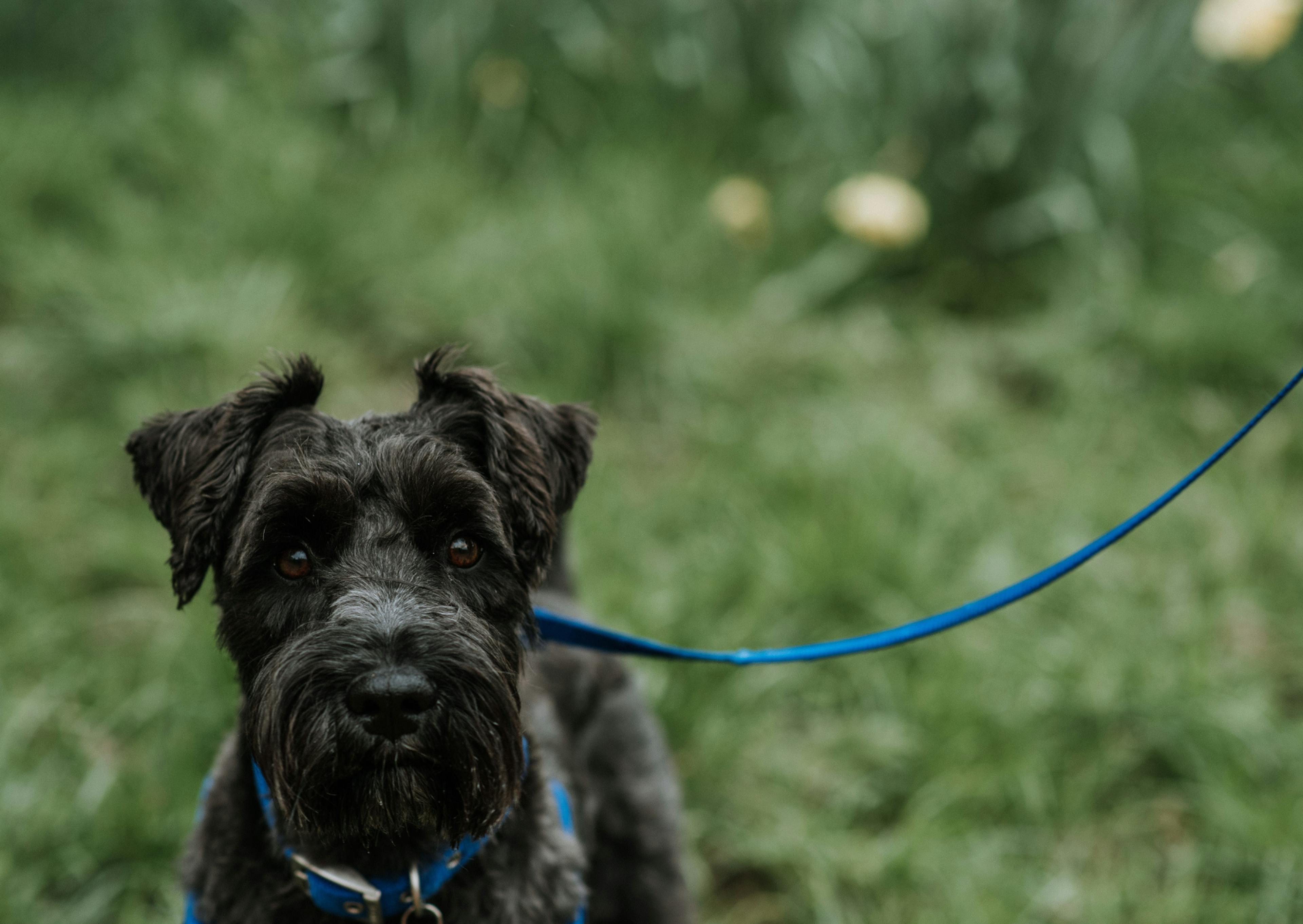 Bouvier des Flandres tenu par une laisse bleu, il regarde l'objectif