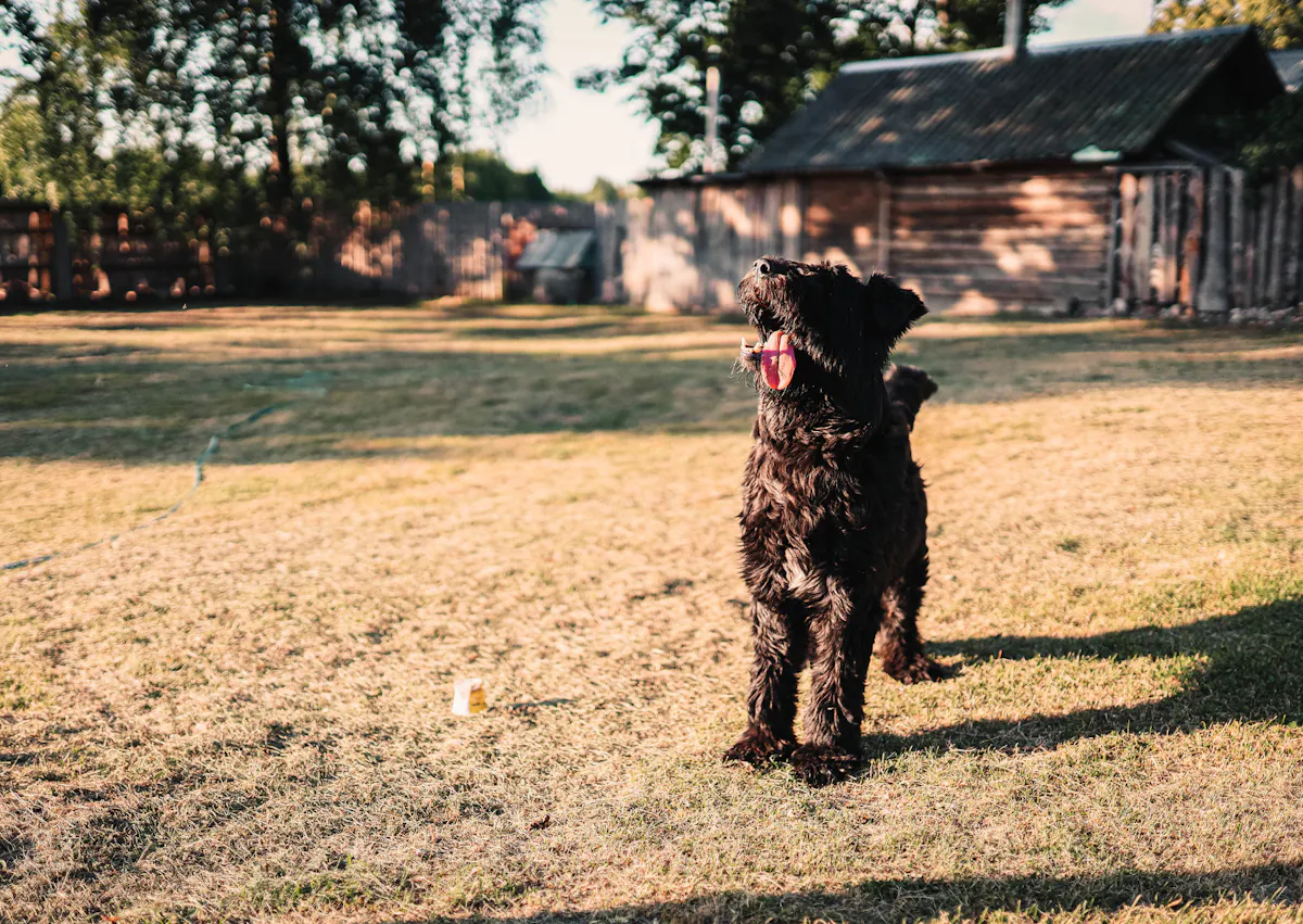 Bouvier des Flandres debout dans le sable
