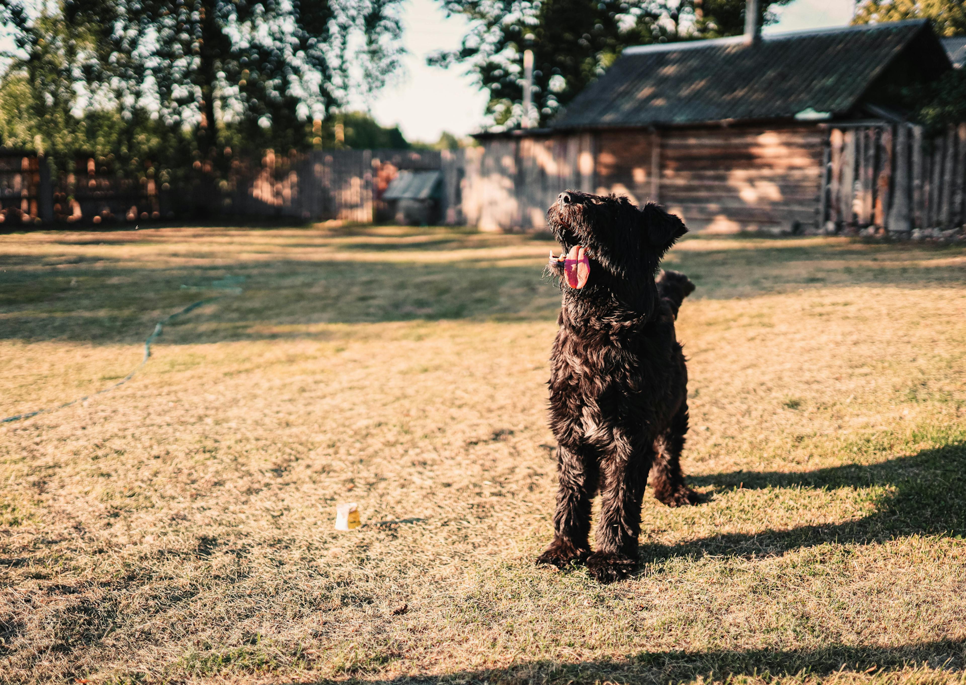 Bouvier des Flandres debout dans le sable 