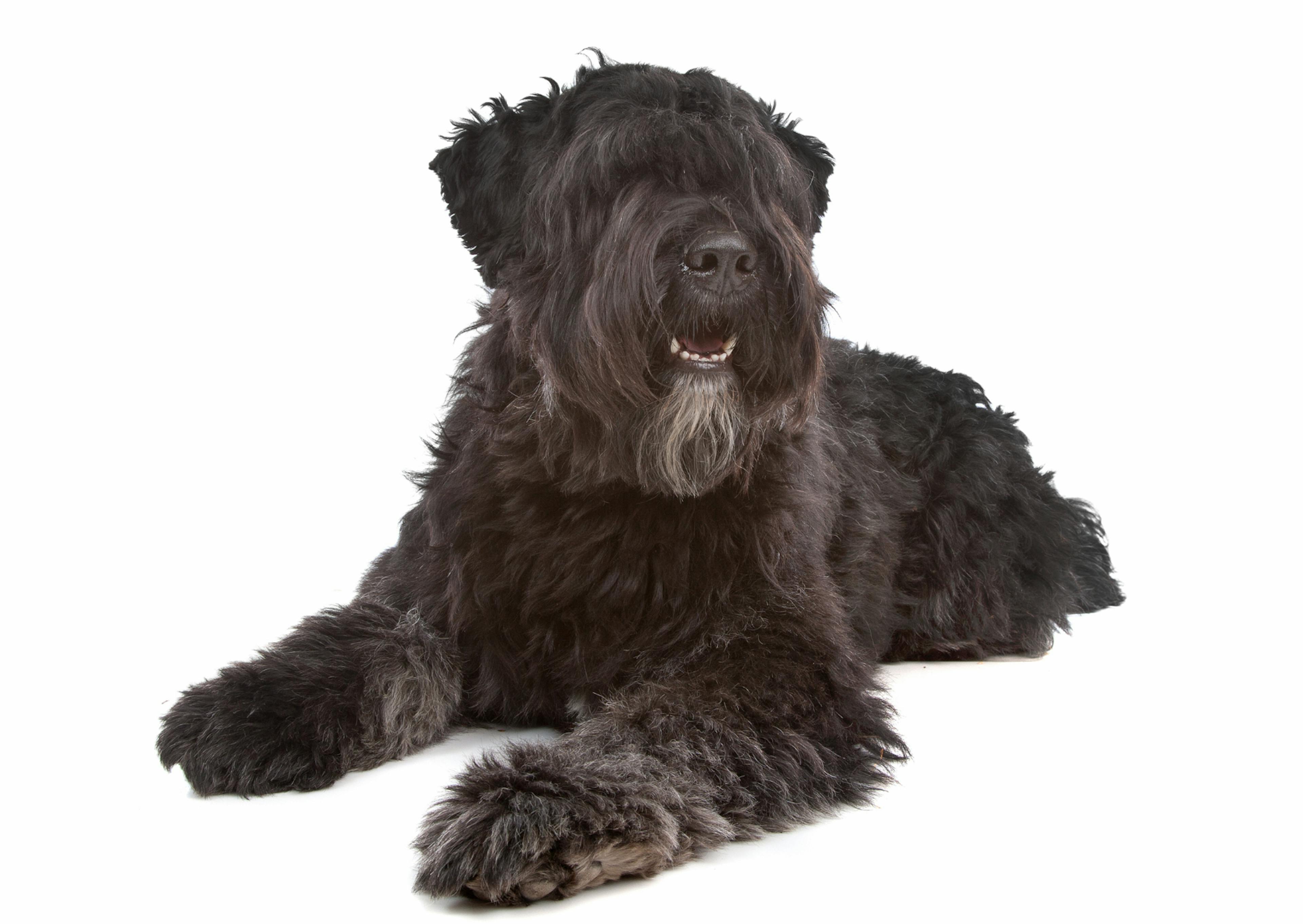 Bouvier des Flandres couché sur fond blanc