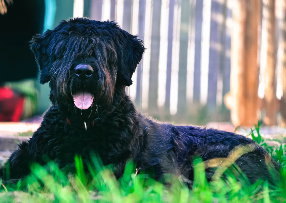 Bouvier des Flandres couché dans l'herbe, il tire la langue
