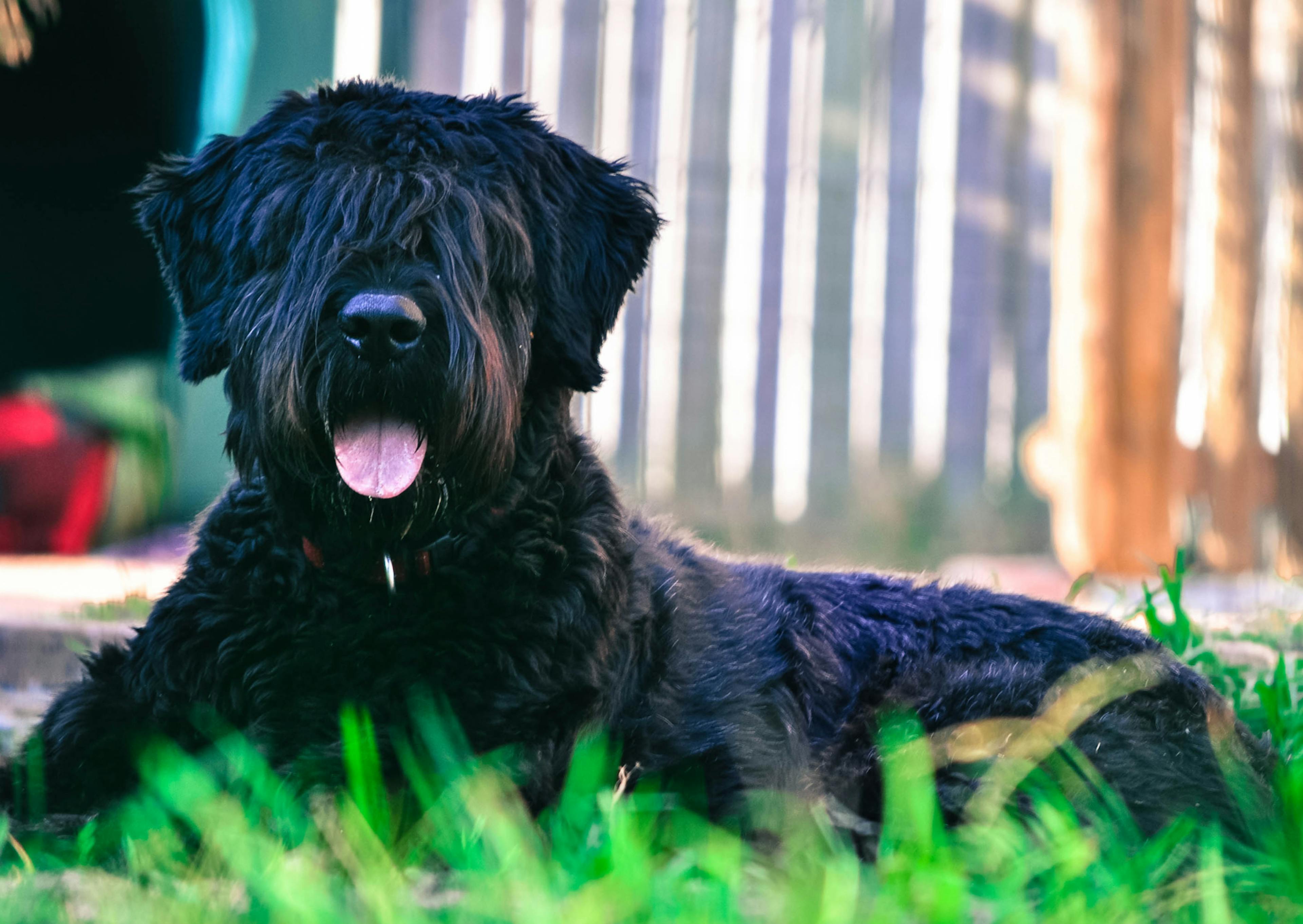 Bouvier des Flandres couché dans l'herbe, il tire la langue 