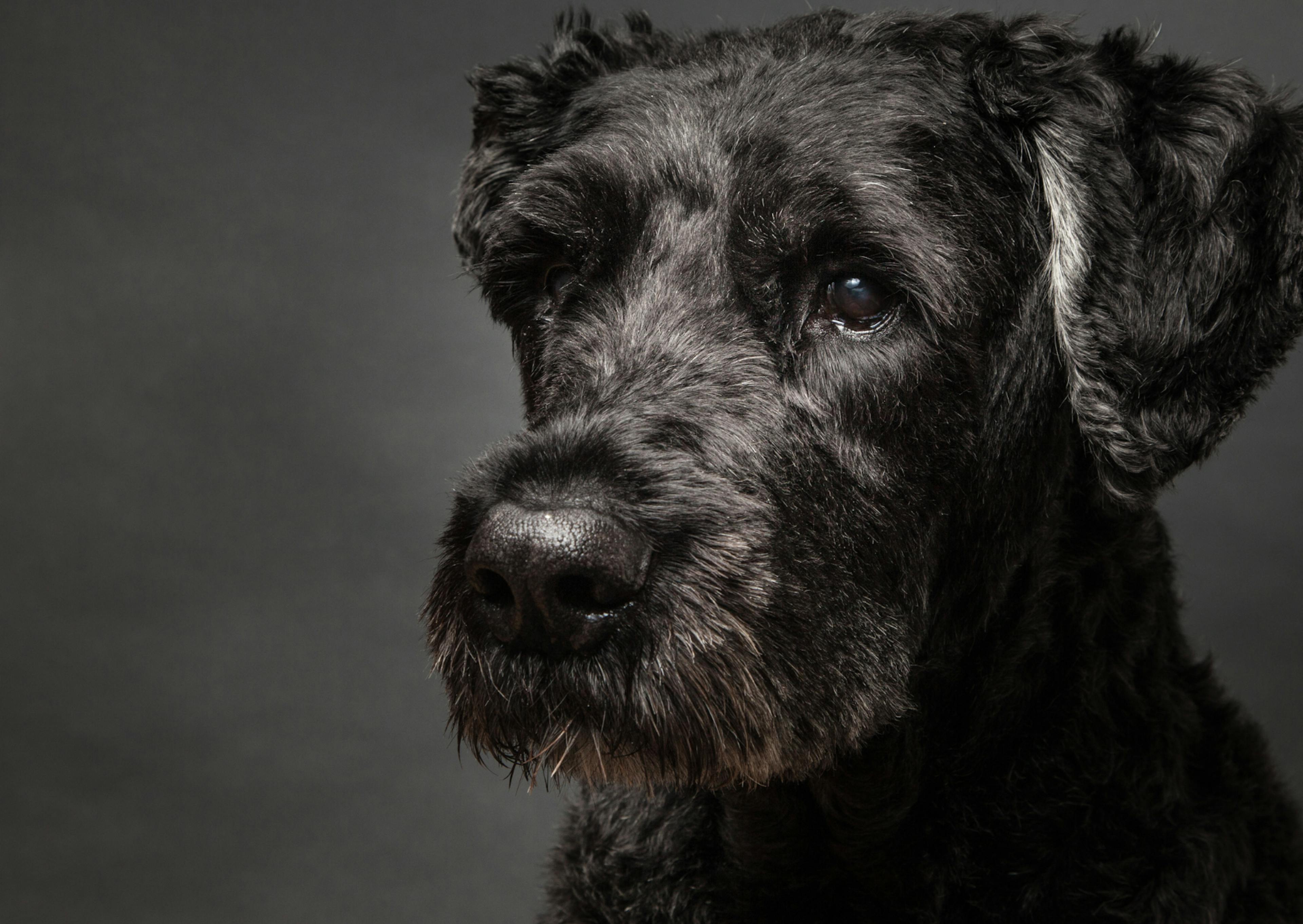 Bouvier des Flandres qui regarde devant lui sur fond noir 